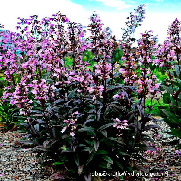 Penstemon 'Blackbeard' Beardtongue