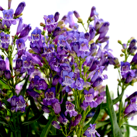 Penstemon Blue Rock Candy®