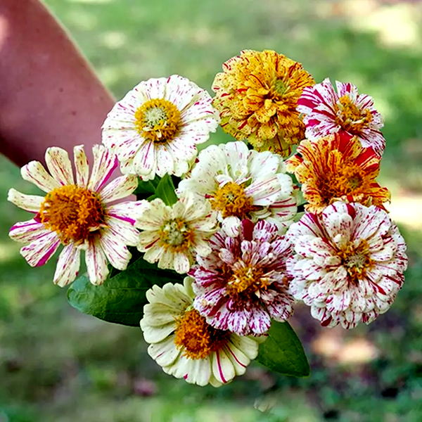 Peppermint Stick Zinnia Seeds