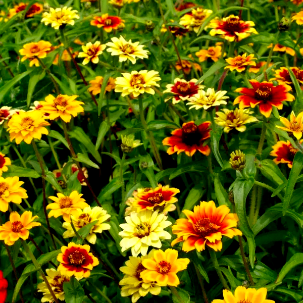 Persian Carpet Mix Mexican Zinnia Seeds