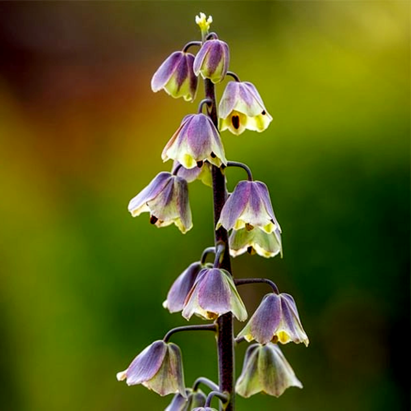 Persica Green Dreams