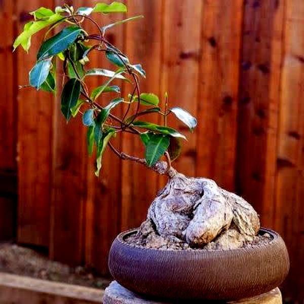 Petopentia natalensis