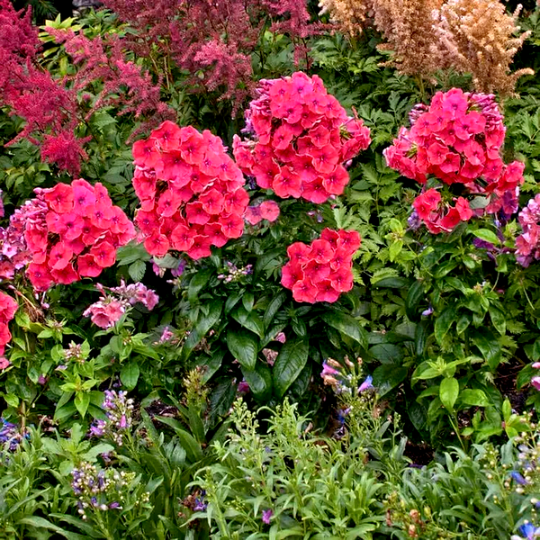 Phlox Flame™ Coral