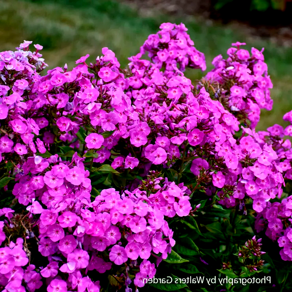 Phlox Garden Girls® 'Cover Girl' Garden Phlox
