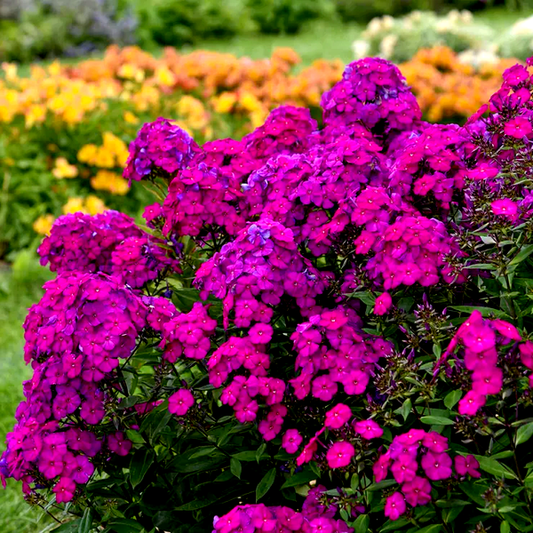 Phlox Luminary™ 'Ultraviolet'
