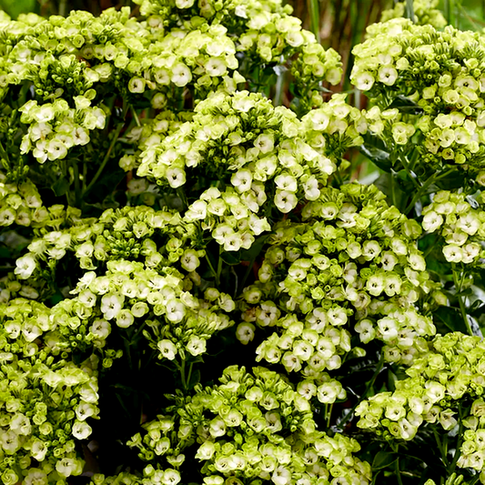 Phlox 'Orchid Green'