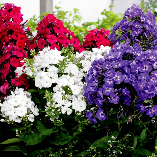 Phlox Patriotic Festival Blend