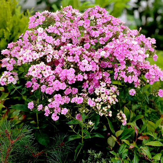 Phlox 'Starburst'