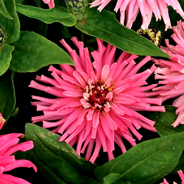 Pinca' Zinnia Seeds