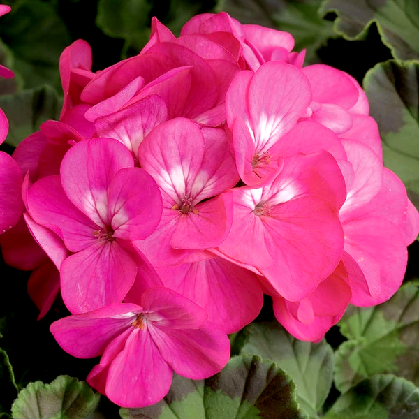 Pinto™ Premium Deep Rose Hybrid Geranium Seeds