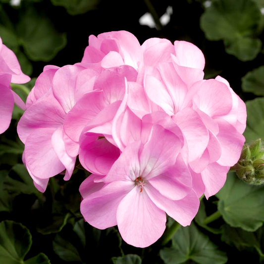 Pinto™ Premium Lavender Geranium Seeds