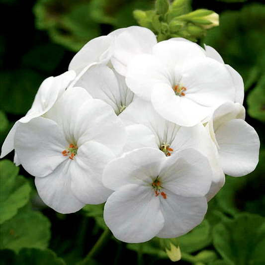 Pinto™ Premium White F1 Geranium Seeds