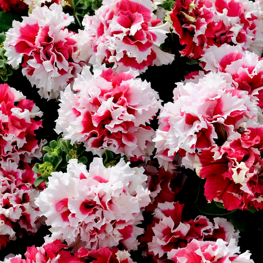 Pirouette Red Double Petunia Seeds