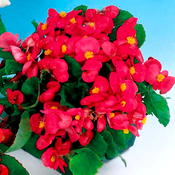 Pizzazz Deep Rose Begonia Seeds