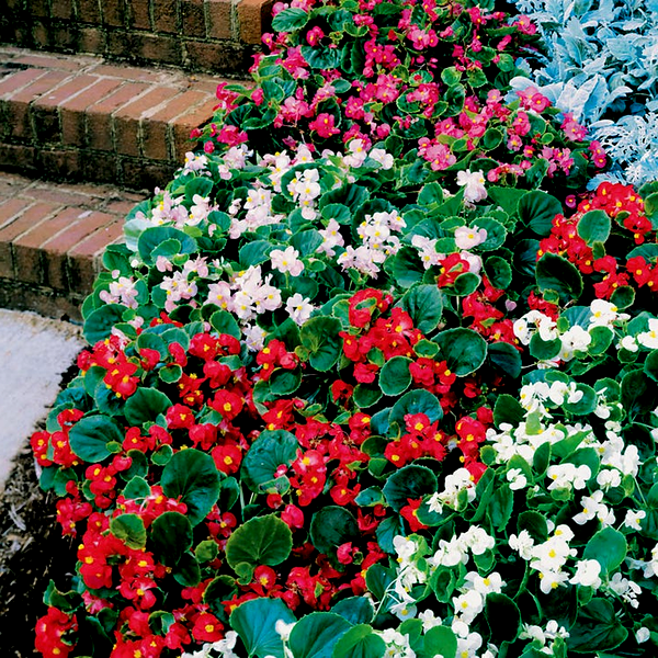 Pizzazz Mix Begonia Seeds