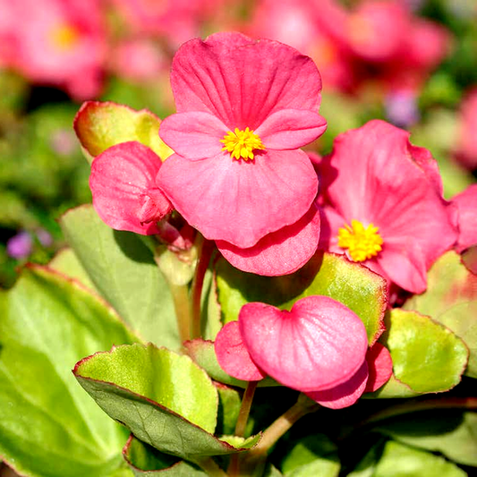 Pizzazz Pink Begonia Seeds
