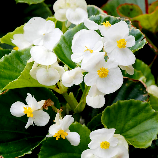 Pizzazz White Begonia Seeds