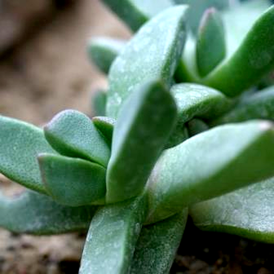 Pleiospilos magnipunctatus