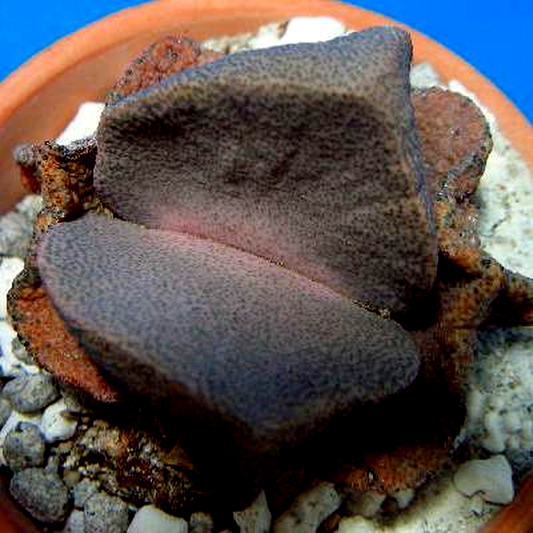 Pleiospilos simulans