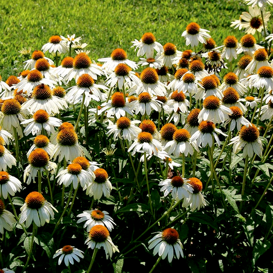 PowWow® White Coneflower Seeds