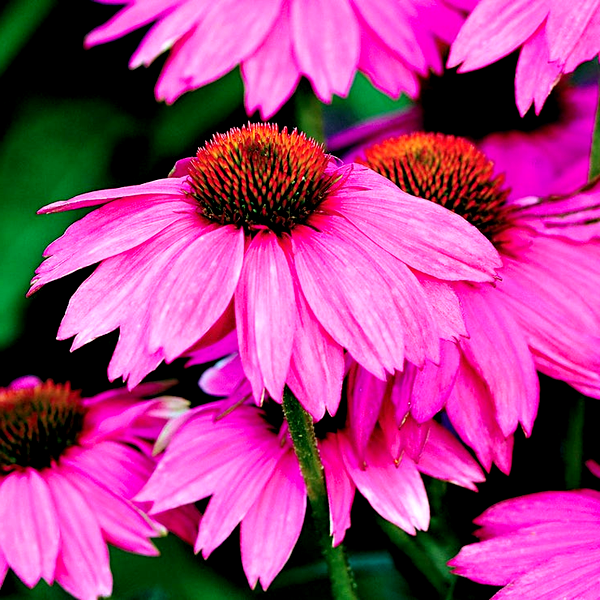 PowWow® Wild Berry Coneflower Seeds