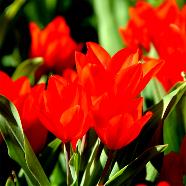 Praestans Zwanenburg