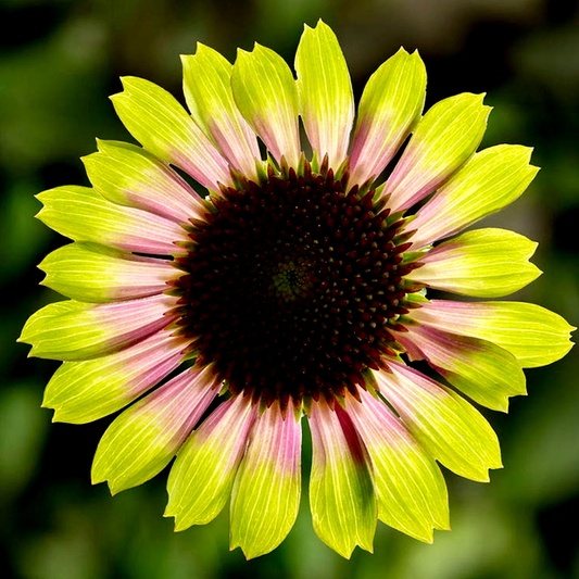 Prairie Blaze™ Vintage Lime Coneflower Seeds