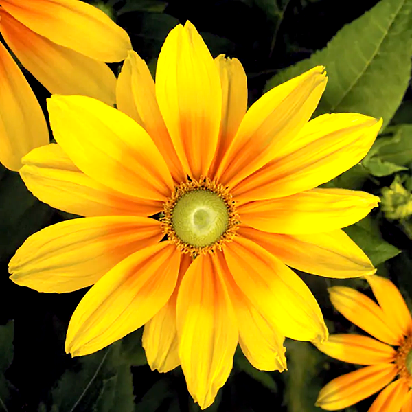Prairie Sun Rudbeckia Seeds