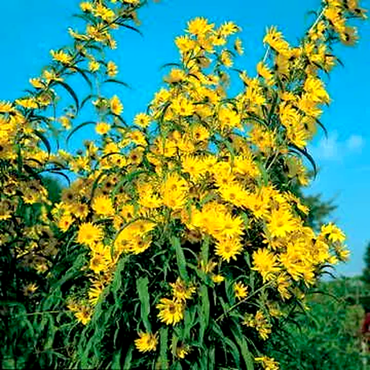 Prairie Wild Sunflower Seeds