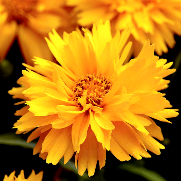 Presto Gold Coreopsis Seeds