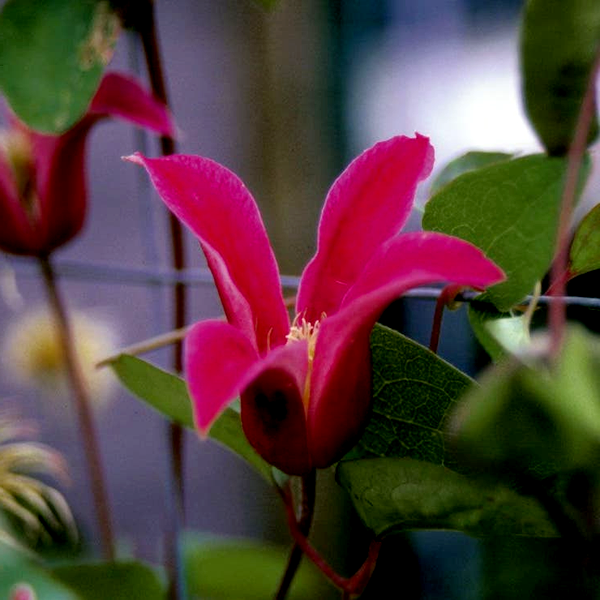 Princess Diana Clematis
