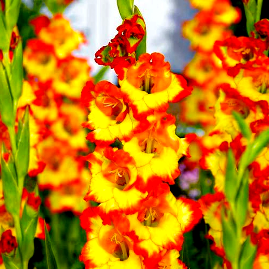 Princess Margaret Rose