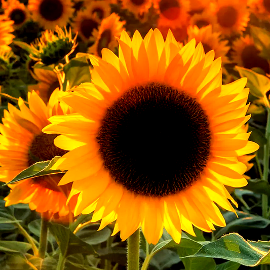 ProCut® Orange Hybrid F1 Sunflower Seeds