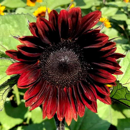 ProCut® Red Sunflower Seeds