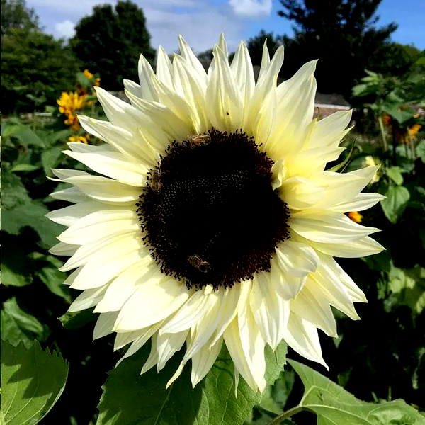 ProCut® White Nite Sunflower Seeds