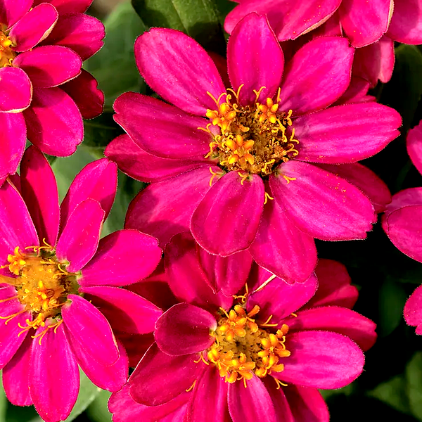 Profusion Cherry Zinnia Seeds