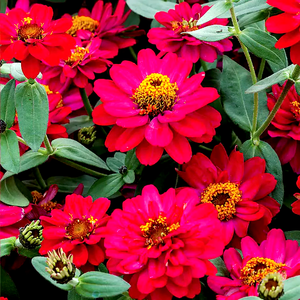 Profusion Double Hot Cherry Zinnia Seeds