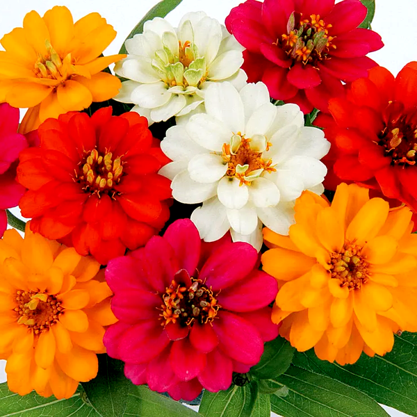 Profusion Double Mix Zinnia Seeds