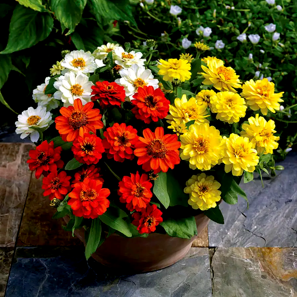 Profusion Double Sunrise Mix Zinnia Seeds