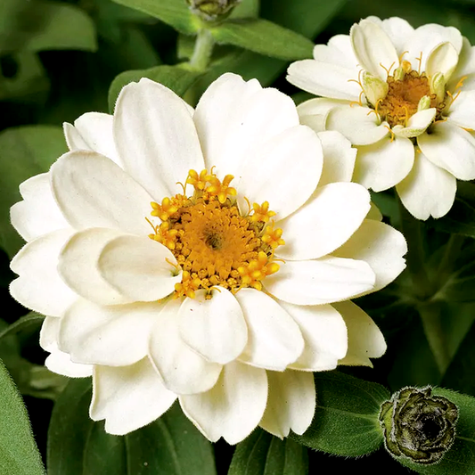 Profusion Double White Zinnia Seeds