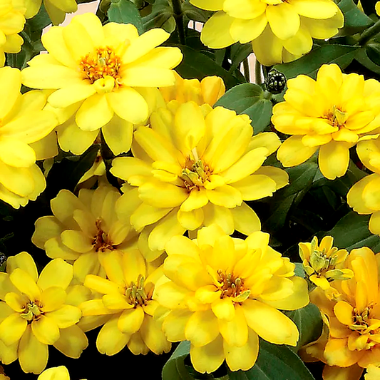 Profusion Double Yellow Zinnia Seeds