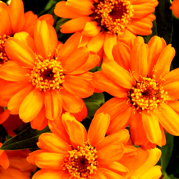 Profusion Orange Zinnia Seeds
