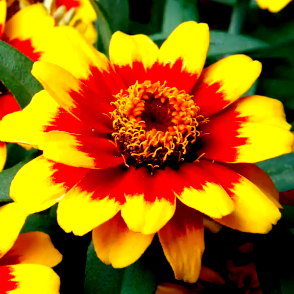 Profusion Red Yellow Bicolor Zinnia Seeds