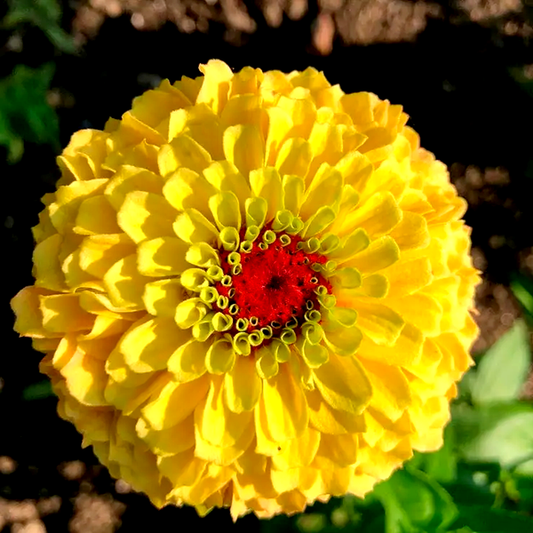 Queeny Lemon Peach Zinnia Seeds