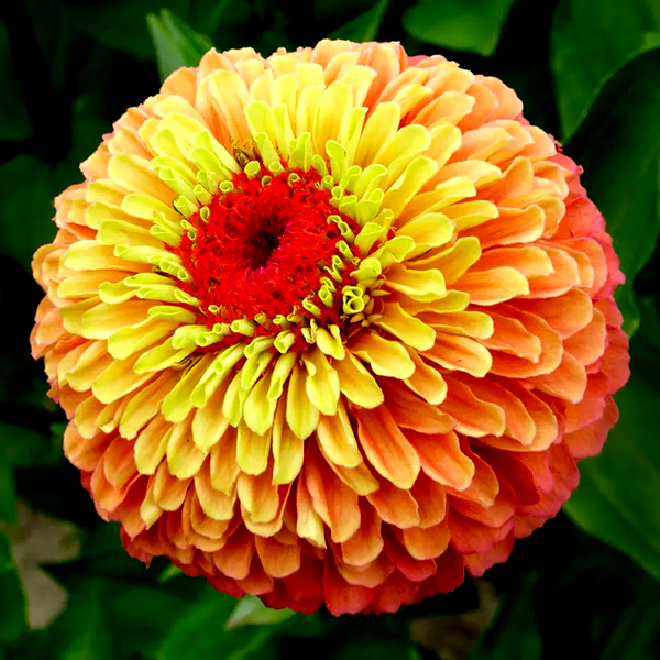 Queeny Lime Orange Zinnia Seeds