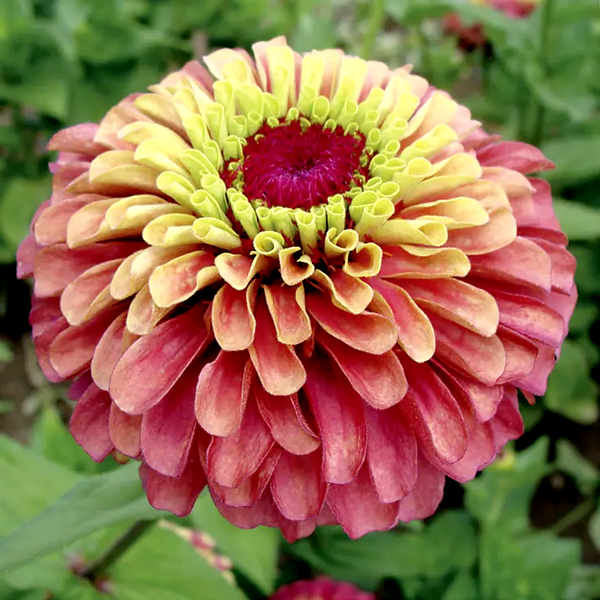 Queeny Lime Red Zinnia Seeds
