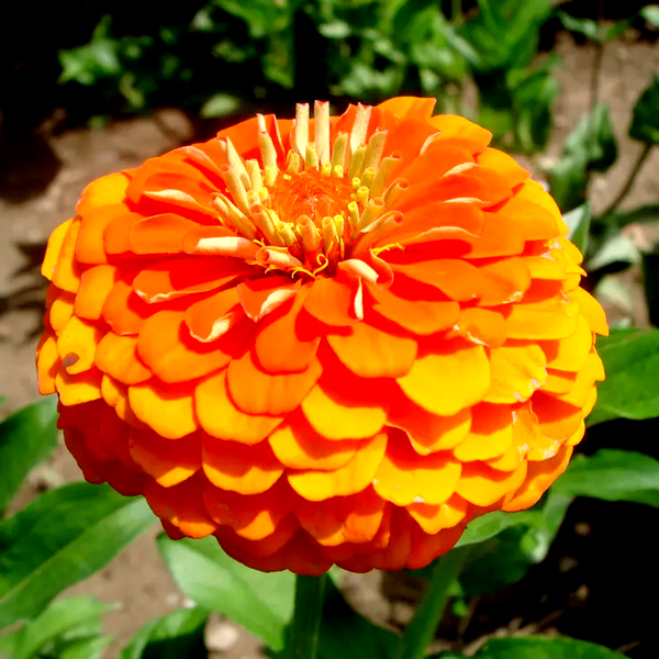 Queeny Pure Orange Zinnia Seeds