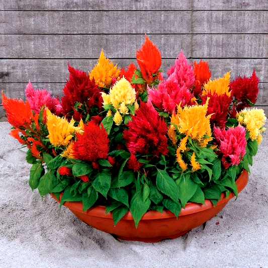 Rainbow Sherbert Celosia Seeds