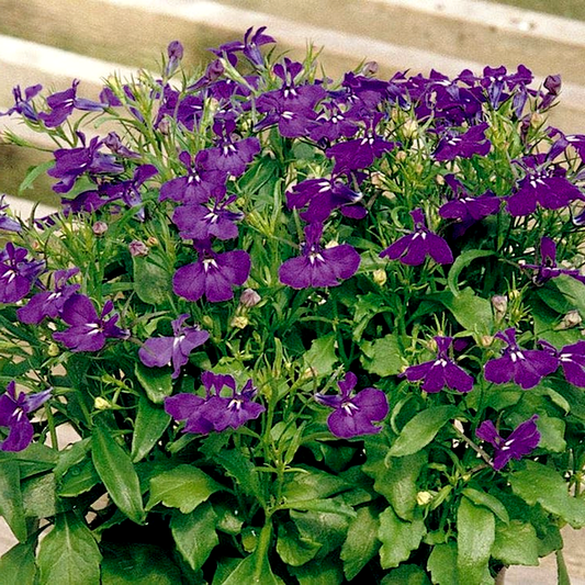 Rapid Blue Lobelia Seeds