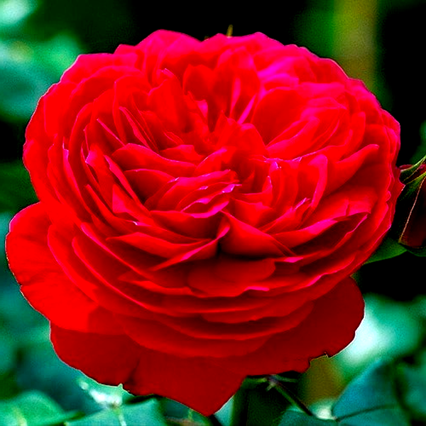 Red Leonardo da Vinci